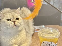 -豆逗聊愈猫阁Easy Life
