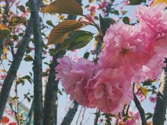 -南山植物园