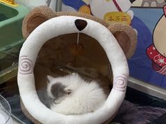 -糯米喵星人总部直营旗舰店·猫舍·幼猫出售