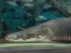 -上海海洋水族馆