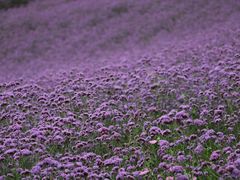 -紫颐香薰山谷景区