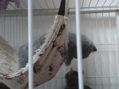 -我爱猫咪·猫咖·狗咖·安哥拉兔·羊驼咖(小寨华旗店)