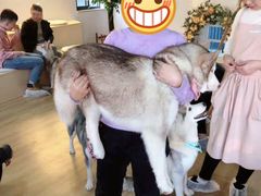 -Husky Go! 哈士奇体验馆·宠物咖啡厅狗咖