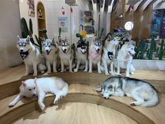 -Husky Go! 哈士奇体验馆·宠物咖啡厅狗咖