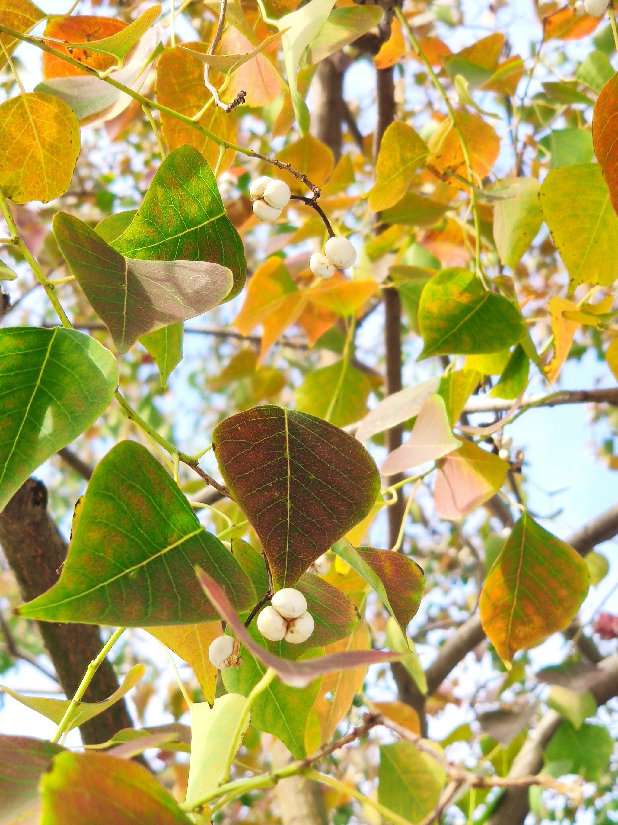 树叶上的色彩斑斓