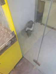 -神奇动物撸宠馆·羊驼·小浣熊·异宠(豫园店)