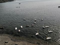 -烟墩角天鹅湖