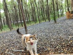 -大雁塔北广场音乐喷泉