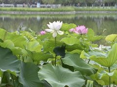 -西海子公园