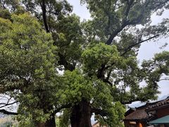 -杨家堂村
