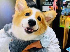 -Goku PET SHOP宠物视觉生活馆(双井店)