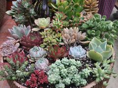 -三圣花乡旅游区