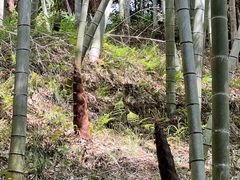-天目山大树王景区