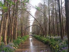 -溱湖国家湿地公园