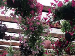 -大隐花事(熊婆婆的花园店)