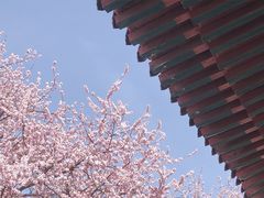 -桃花堤公园