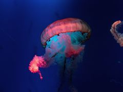 -正佳极地海洋世界