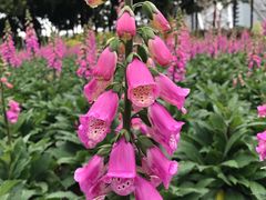 -文华公园(禅城区)
