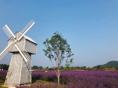 -北京东方普罗旺斯薰衣草庄园