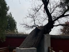 -天宁寺