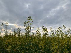 -光明小镇欢乐田园