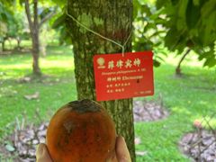 -中国科学院西双版纳热带植物园