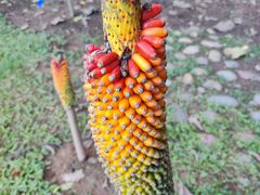 -中国科学院西双版纳热带植物园
