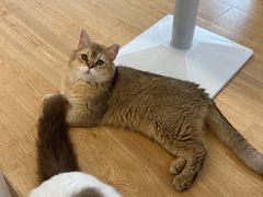 -有喵·猫咖·狗咖·30几只猫10只小狗(岗厦店)