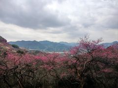-新建村梅花