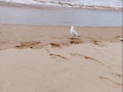 -Dooley's Premium Ice Cream