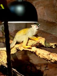 -Zoolung Zoolung动物主题公园(海信广场店)