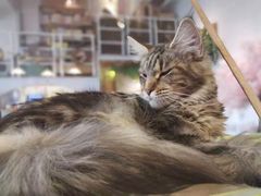 -70cat德文卷毛猫·缅因猫纯种猫舍