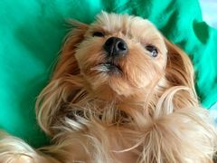 -PETKIT小佩宠物(古北店)