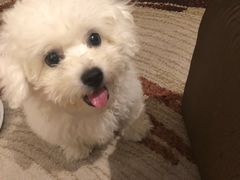 -翊宠yipet猫狗购宠庄园犬舍•猫舍