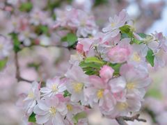 -海棠花溪(元大都城垣遗址公园)