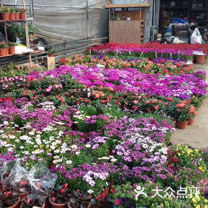 红星花卉市场图片