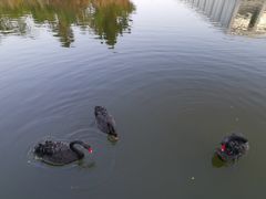 -厦门国家会计学院