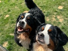 -趣玩宠物乐园寄养训犬训狗游泳池