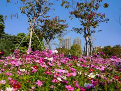 -香蜜公园