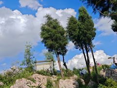 -长虫山生态公园风景林