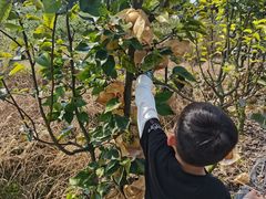 -金谷域澳洲庄园