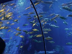 -太平洋海底世界