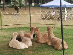 -黄海国家森林公园