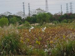 -上海长兴岛郊野公园
