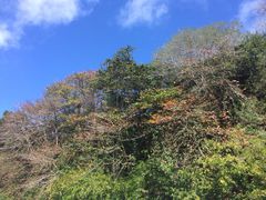 -毛里求斯小四川餐厅总店