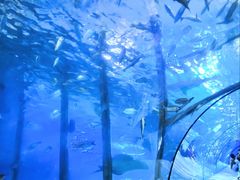 -太平洋海底世界