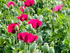 -北京植物园-展览温室