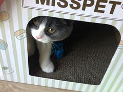 -70cat德文卷毛猫·缅因猫纯种猫舍