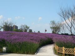 -西湖风景区-江洋畈生态公园