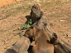 -云南野生动物园